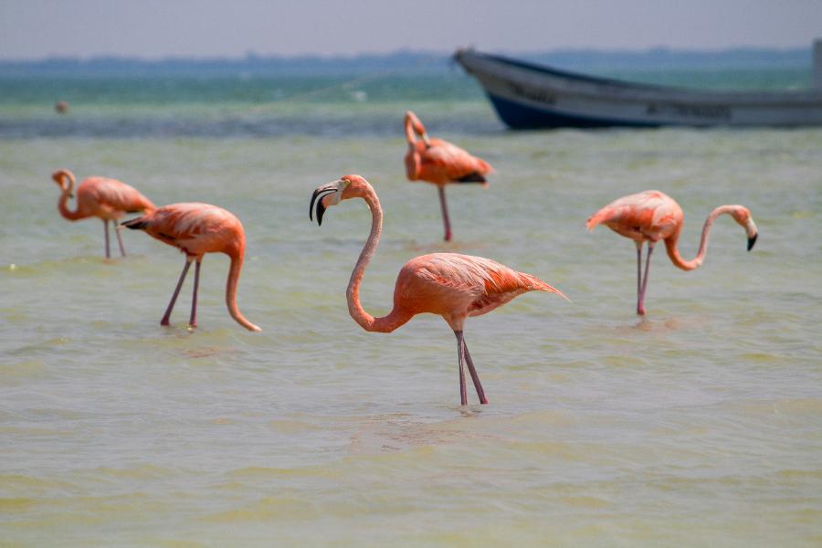 Holbox