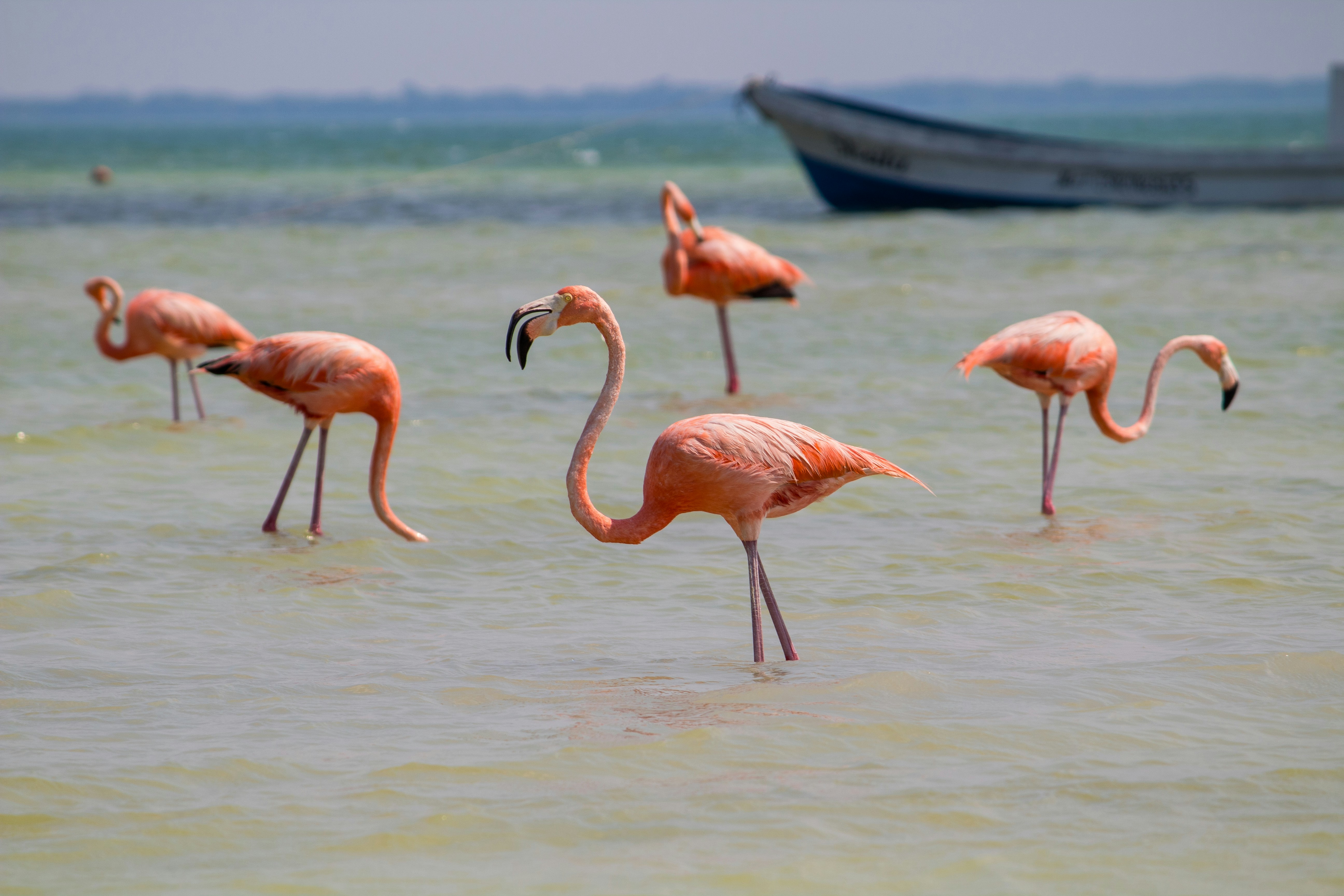 Holbox
